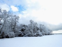 Arbres givrés
