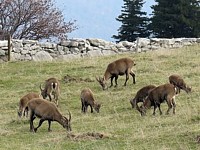 Troupeau de bouquetins