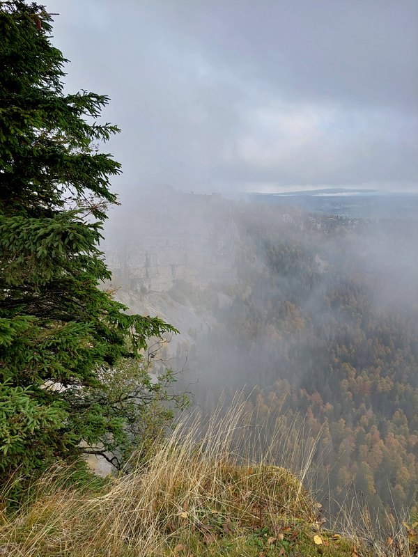 Tichodrome échelette