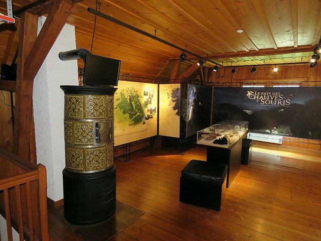 La morille à Champ-du-Moulin