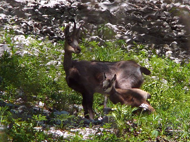 Femelle chamois et son petit
