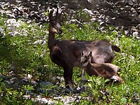 Chamois et son faon