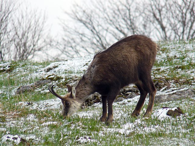 Chamois en hiver