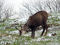 chamois au Creux du Van