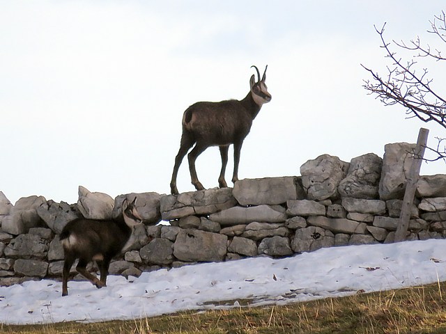 Troupeau de chamois au Creux du Van