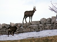Troupeau de chamois au Creux du Van