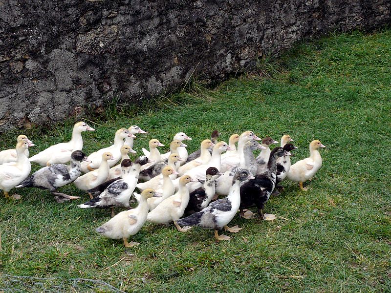 Troupe de canards