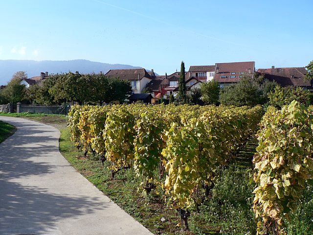 Cortaillod et ses vignes