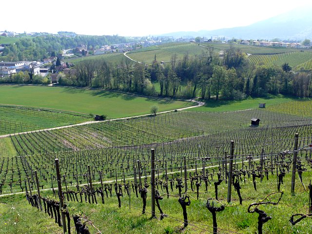 Vignoble sur le coteau de Boudry