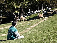 Jeunes bouquetins au Creux du Van