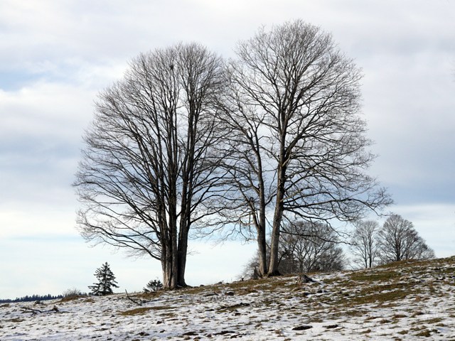 Arbres dnuds