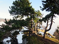 Pins sur la Grande Ecoeurne