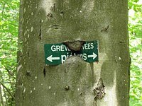 La faim d'un arbre