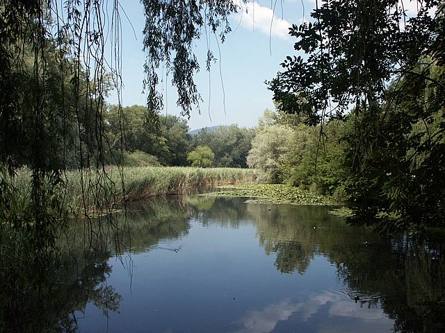 Etang d'Auvernier