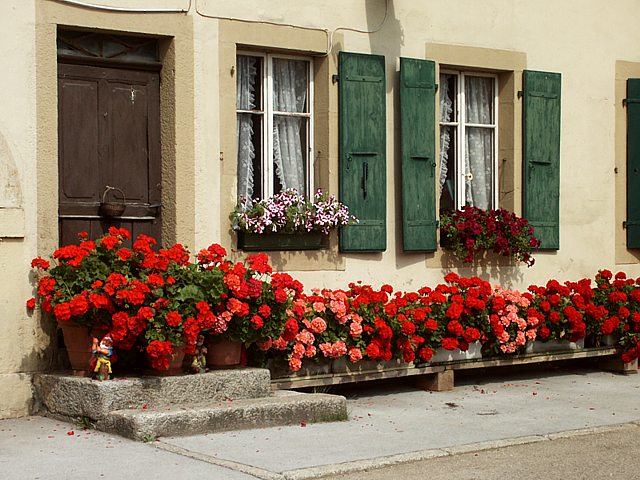 Parterres de fleurs