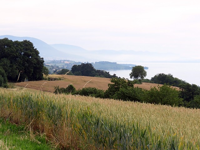 Champs de bl en dessous de Fresens