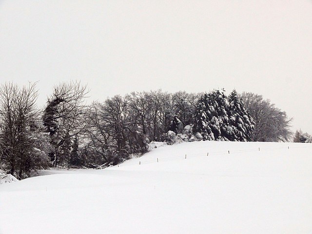 Une haie sous la neige