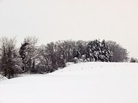 Une haie sous la neige