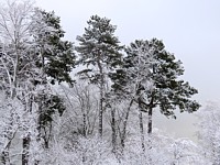 arbres enneigés