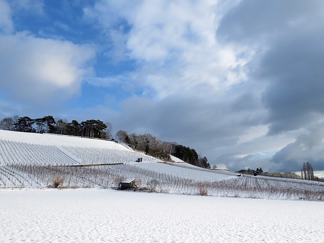 Le vignoble d'Areuse sous la neige