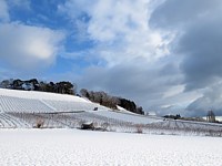 Vignoble d'Areuse sous la neige