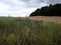 Champ en jachère