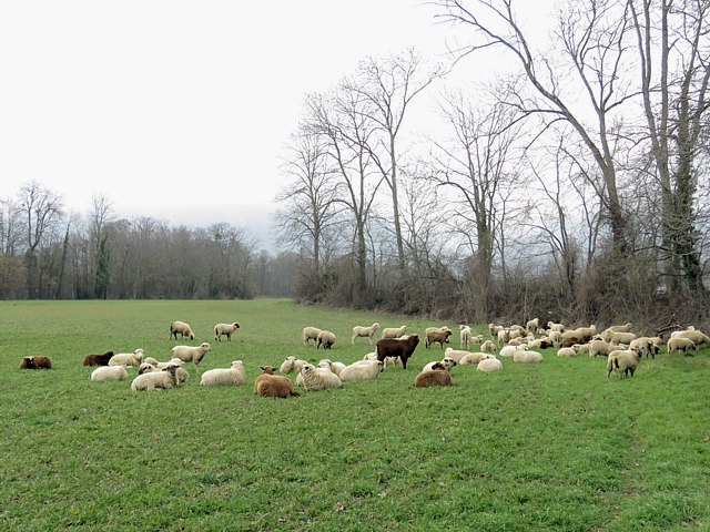 Troupeau de moutons  Areuse