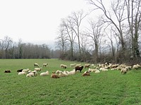 Troupeau de moutons à Areuse