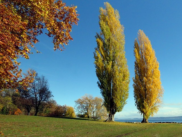 Peupliers en automne