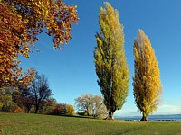 Ponton près d'Auvernier