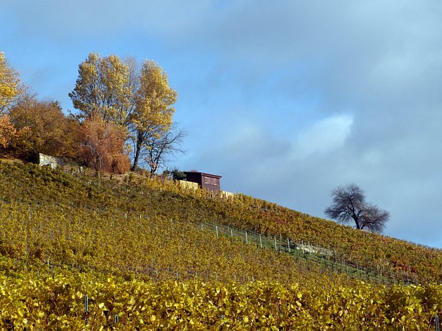 Vignoble de la Pointe du Grain