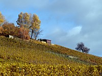 Vignoble à la Pointe du Grain