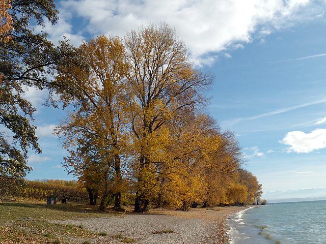 Vignoble de la Pointe du Grain