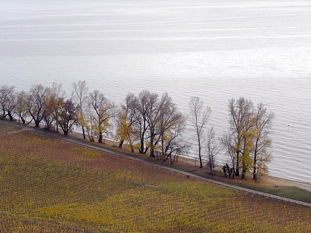 Vignoble de la Pointe du Grain