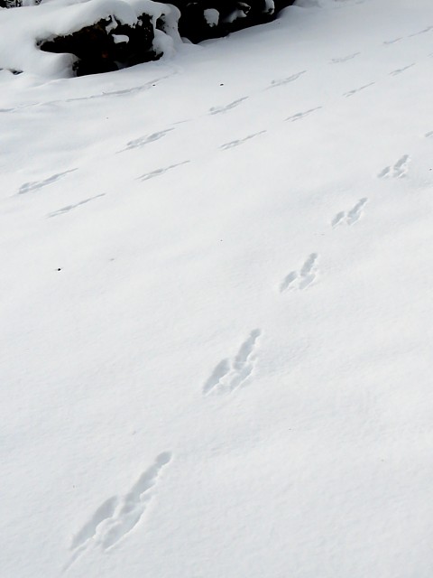 Traces de livre dans la neige