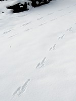 Traces d'animaux