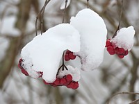 Baies de sorbier sous la neige