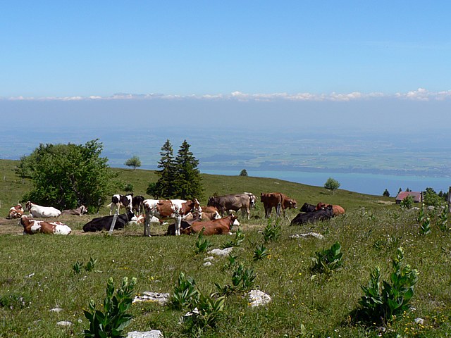 Troupeau de gnisses  la Roche Devant