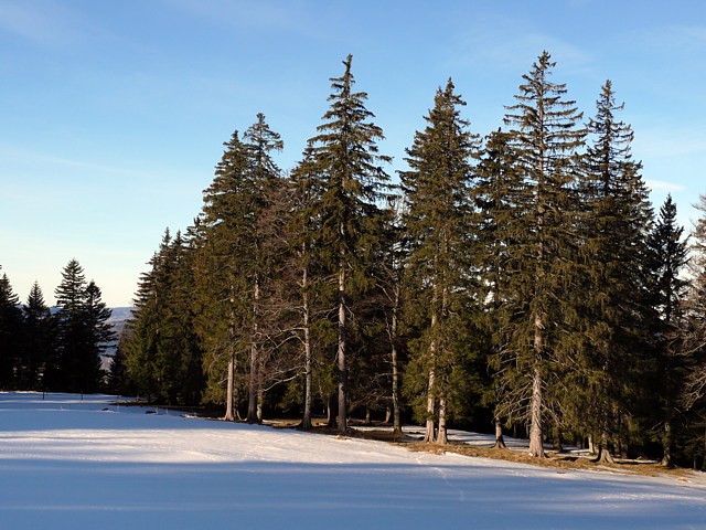 Fort de sapins au Creux-du-Van