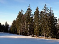 Forêt de sapins au Creux-du-Van