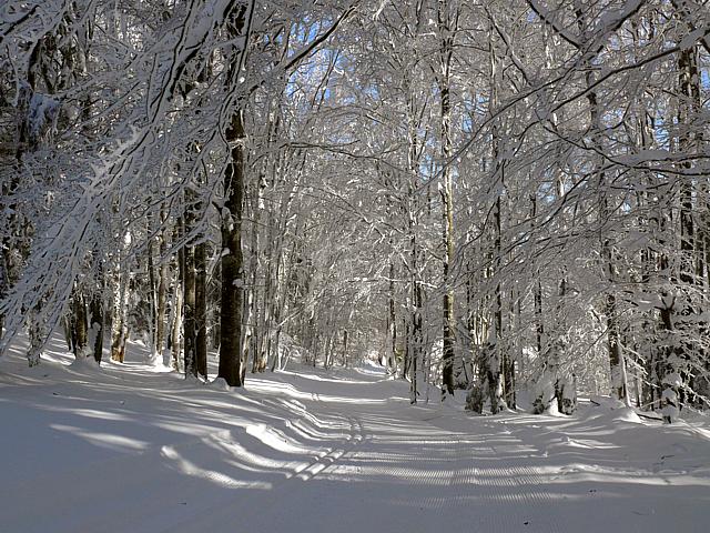 Piste de fond dans la fort