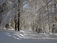 Forêt enneigée
