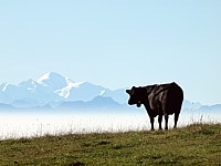 Vue sur le Mont-Blanc