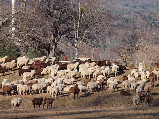 Troupeau de montons