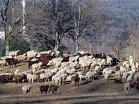 Troupeau de moutons