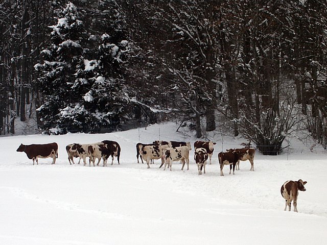 Vaches dans la neige