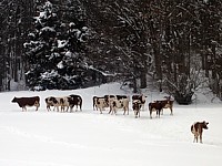 Vaches dans la neige