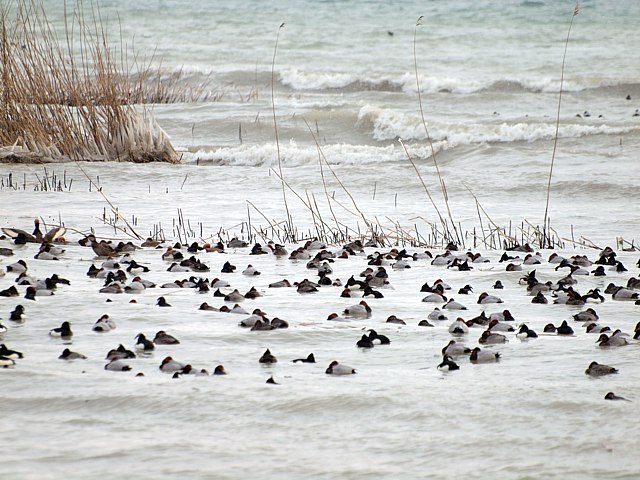 Canards venus du nord de l'Europe