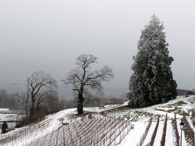 Clos du chteau de Vaumarcus