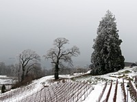 Vignoble sous le château